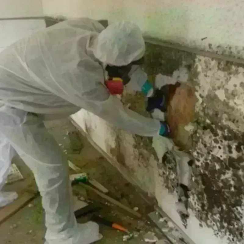 Mold Remediation and Removal in Bergen, NY